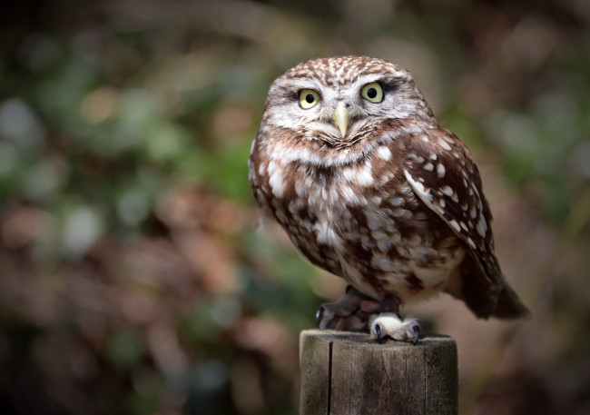 Обои картинки фото животные, совы, взгляд, свет, природа, сова, птица, столб, боке, сыч