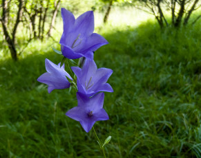 обоя цветы, колокольчики, лиловые
