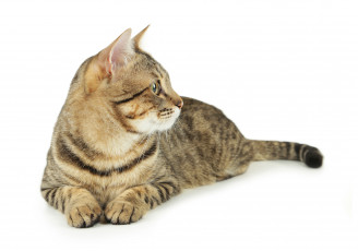 Картинка кот животные коты животное фауна взгляд цвет поза