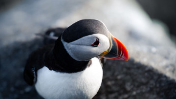 Картинка тупик животные тупики фауна дикая природа