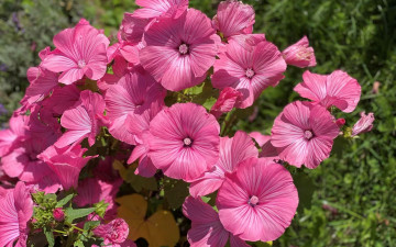 обоя цветы, лаватера, розовая, много, макро