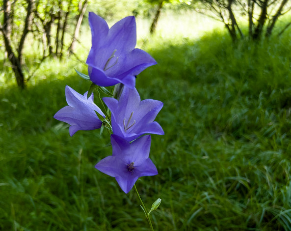 Обои картинки фото цветы, колокольчики, лиловые
