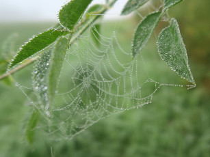 обоя природа, макро, паутина, роса, капли