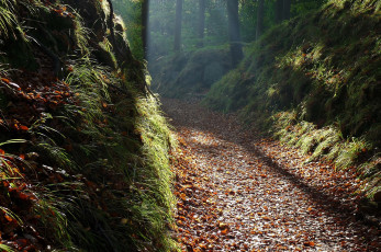 обоя природа, дороги, осень, лес, листья, деревья, туман, дорога