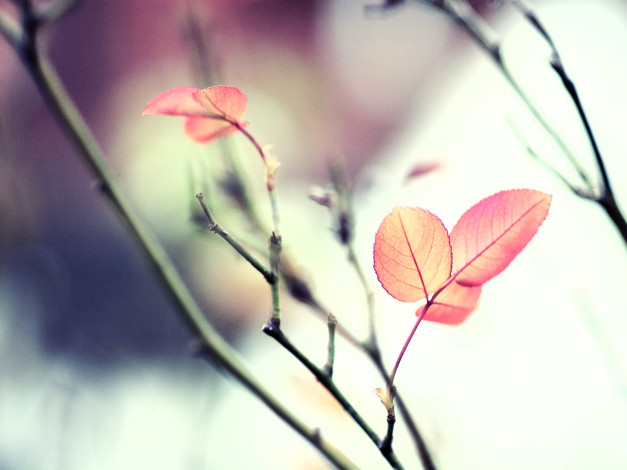 Обои картинки фото природа, листья, ветки, осень
