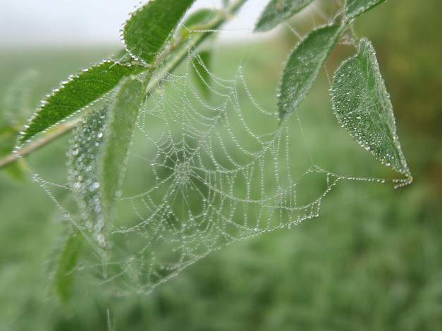 Обои картинки фото природа, макро, паутина, роса, капли