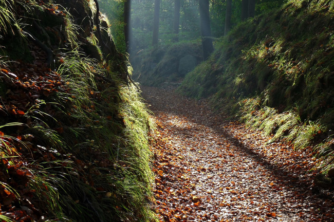 Обои картинки фото природа, дороги, осень, лес, листья, деревья, туман, дорога