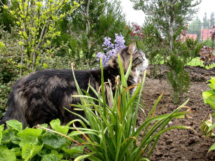 Картинка falco животные коты