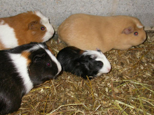 Картинка the family животные морские свинки хомяки