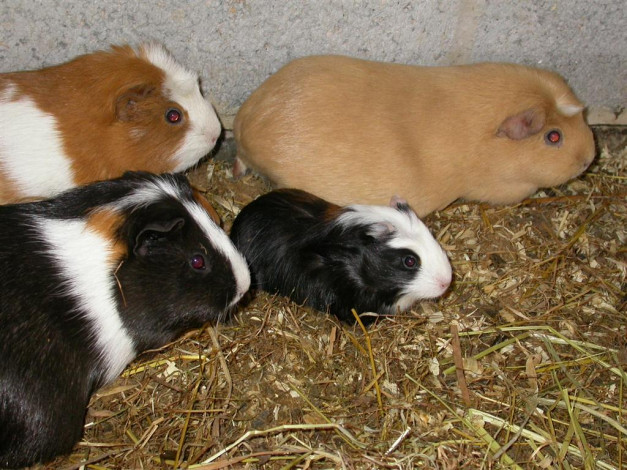 Обои картинки фото the, family, животные, морские, свинки, хомяки