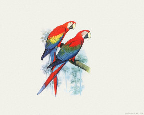 Картинка рисованные животные птицы попугаи