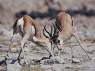 Картинка животные антилопы