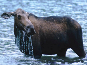 Картинка животные лоси