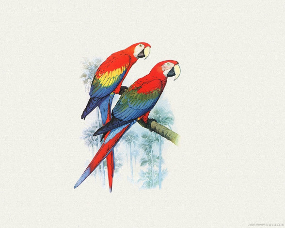 Обои картинки фото рисованные, животные, птицы, попугаи