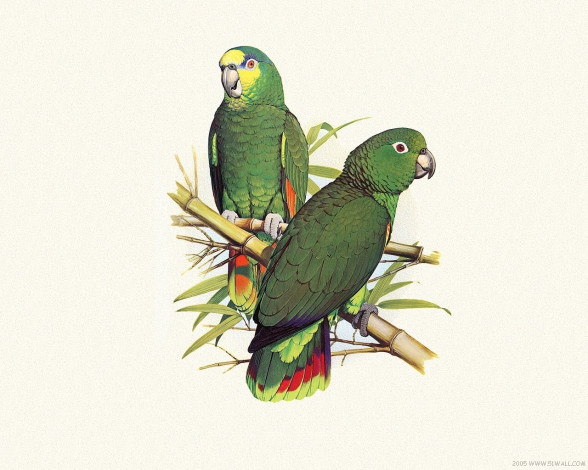 Обои картинки фото рисованные, животные, птицы, попугаи