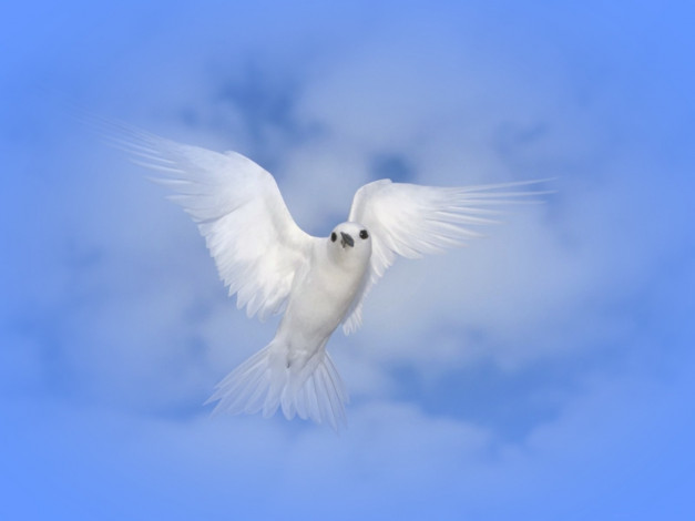 Обои картинки фото рисованные, животные, птицы, голуби