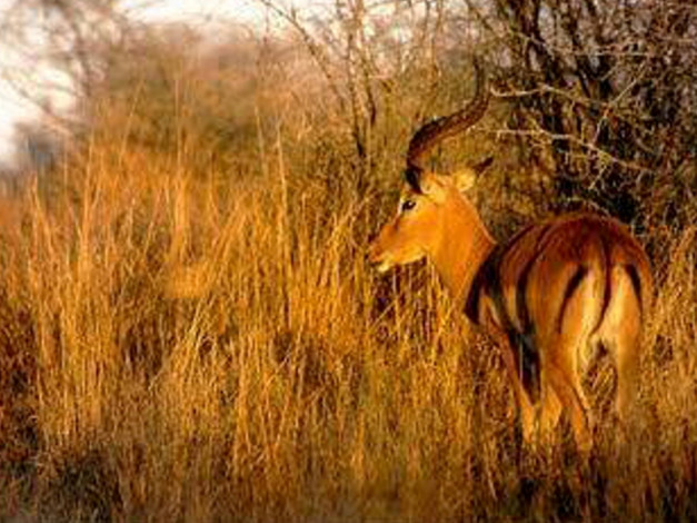 Обои картинки фото животные, антилопы