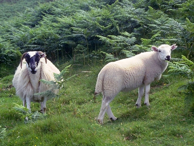 Обои картинки фото животные, овцы, бараны