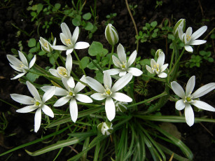 Картинка цветы