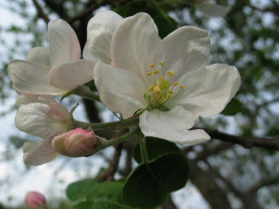 Картинка цветы цветущие деревья кустарники