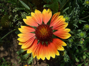 Картинка цветы гайлардии гелениумы