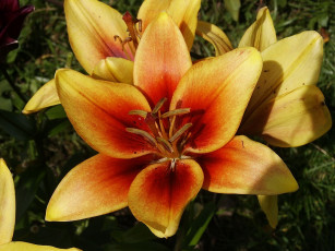 Картинка цветы лилии лилейники