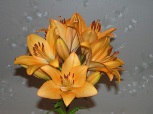 Картинка цветы лилии лилейники