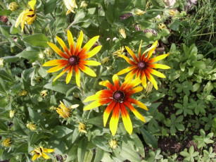 Картинка цветы рудбекия