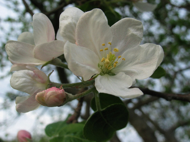 Обои картинки фото цветы, цветущие, деревья, кустарники