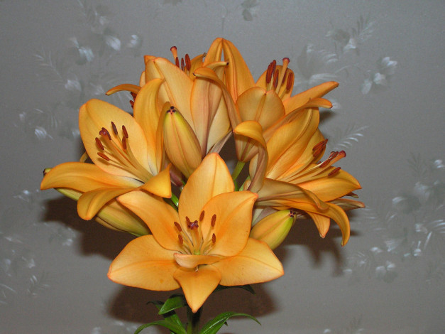 Обои картинки фото цветы, лилии, лилейники