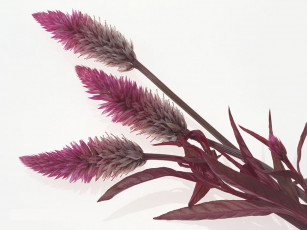 Картинка цветы