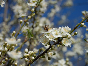 Картинка цветы цветущие деревья кустарники