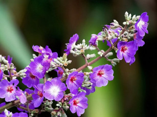 Картинка цветы луговые полевые