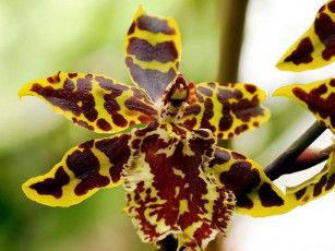 Картинка цветы орхидеи