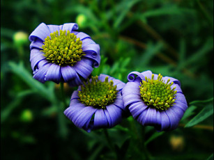 Картинка цветы