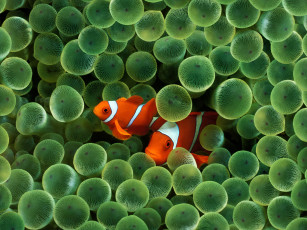 Картинка животные рыбы