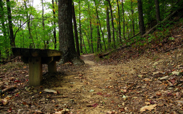 Картинка природа лес