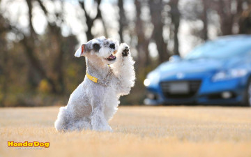 Картинка животные собаки