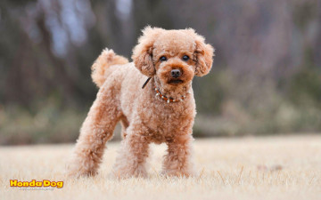 Картинка животные собаки