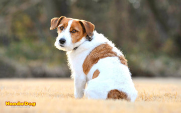 Картинка животные собаки