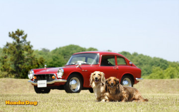 Картинка животные собаки