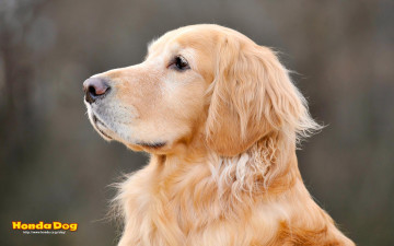 Картинка животные собаки