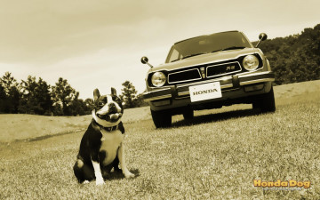 Картинка животные собаки