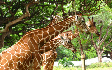Картинка животные жирафы