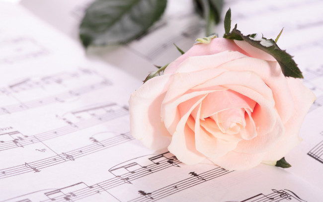 Обои картинки фото цветы, розы