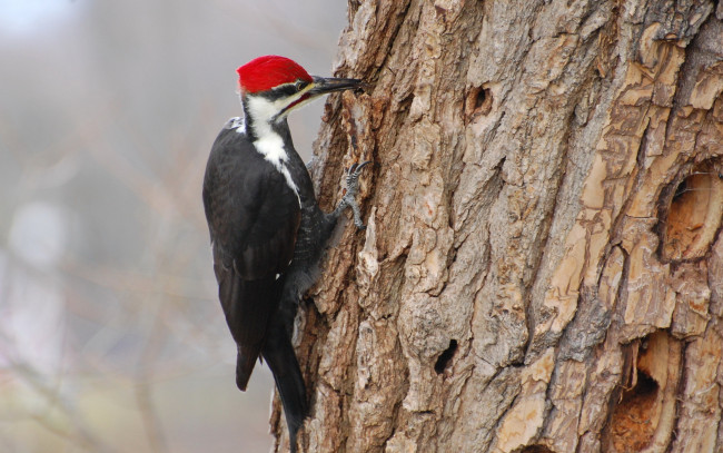 Обои картинки фото животные, дятлы