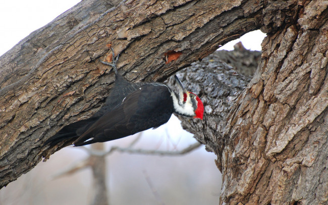 Обои картинки фото животные, дятлы