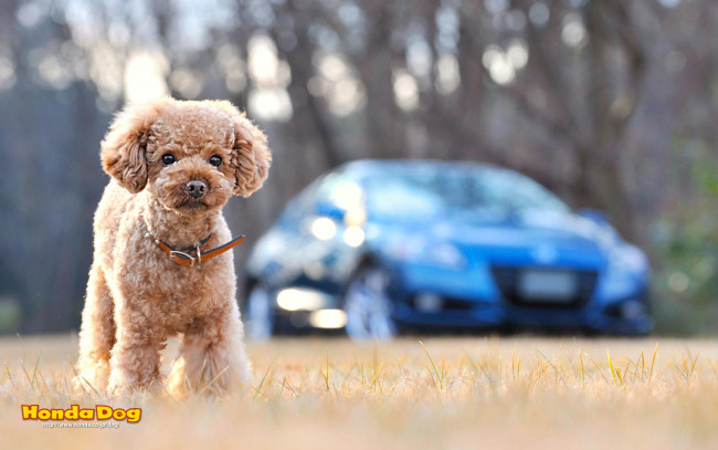 Обои картинки фото животные, собаки