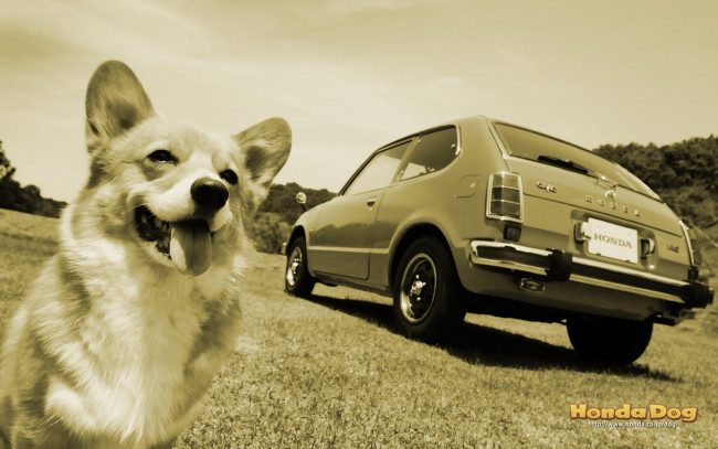 Обои картинки фото животные, собаки