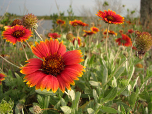 Картинка цветы гайлардии гелениумы красный